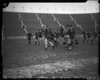 UCLA and USC rugby players compete in a game at the Coliseum, Los Angeles, 1935