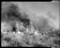 Forest fire in Malibu, circa October 1935
