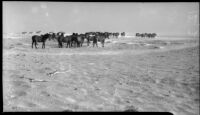 Horses on a Malibu beach, 1935