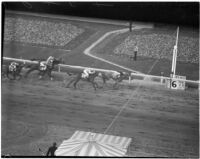 Horses race on Derby Day at Santa Anita, February 22, 1937.