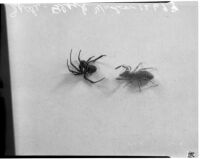 Black widow and Solpugid spiders.