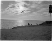 Seagull, at the beach.