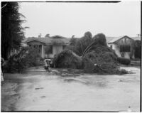 Damage after near-tornado level winds and rain strike Alhambra.  February 13, 1936.