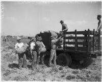 Men loading sacks of onions onto a truck as part of the WPA garden project, Los Angeles, 1930s