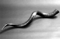 Twisted animal-horn photographed against a lavender-color background