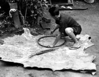 Man using a bicycle wheel rim to trace a circle on dried animal hide