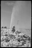 Geyser springs forth from the Casa Diablo steam vents, after long being dormant, circa January 29, 1938