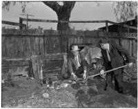 Deputy Sheriff Carmack and Larry Morrell dig up human skeleton from East Los Angeles backyard, Los Angeles, 1940