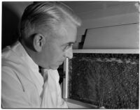 Dr. Raymond L. Carey with the honeybees he uses to treat his patients' arthritis, Los Angeles, November 9, 1941