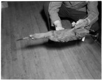 Ornithologist Granville P. Ashcraft holding a bird specimen collected by a team of U.S.C. scientists during their exploration of the Gulf of Lower California, Los Angeles, February 21, 1940