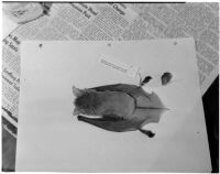 Bat specimen brought back by a team of U.S.C. scientists from their exploration of the Gulf of Lower California, Los Angeles, February 21, 1940