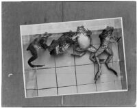 Photography contest entry featuring four frogs floating at the top of a tank of water, Los Angeles, March 1940