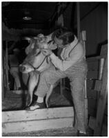 Unknown man applying false eyelashes to Elsie the Borden Cow, star of the 1940 film "Little Men," Los Angeles, 1940