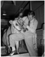 Unknown man applies false eyelashes to Elsie the Borden Cow, star of the 1940 film "Little Men," Los Angeles, 1940
