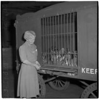 Tiger trainer Mabel Stark stands by a cage containing two of her tigers at the Shrine Charity Circus, Los Angeles, June 1946