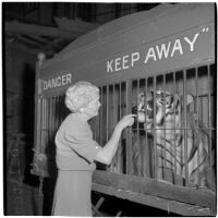 Tiger trainer Mabel Stark scratches one of her tigers on the chin at the Shrine Charity Circus, Los Angeles, June 1946