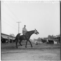 Jockey riding race horse Coast Invasion near the stables at Santa Anita Park, Arcadia, March 9, 1946