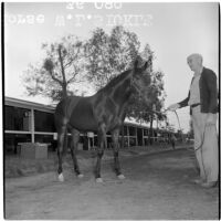 Race horse W.L. Sickle by the stables at Santa Anita Park, Arcadia, March 9, 1946