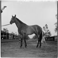 Race horse War Knight after winning the $100,000 Santa Anita Handicap, Arcadia, March 9, 1946