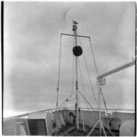 Seagull perched atop a pole on Tony Cornero's newly refurbished gambling ship, the Bunker Hill or Lux, Los Angeles, 1946