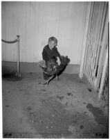 Boy pets a turkey to be exhibited in a competition for $5,100 at the seventh Turkey Show and Congress, Hemet, 1946