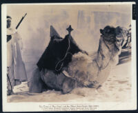 Camel on the set of Beau Geste