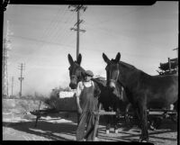 James F. Bryand stands with his two mules, Los Angeles, 1930s