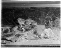 Rattlesnakes in a container, Los Angeles, 1936