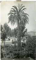 Oldest date palm in the city of Los Angeles on Date Street, ca. 1888