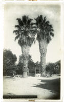 Two aging palms on San Pedro Street, Los Angeles, circa 1885