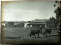 Monk tending to cows at the Mission Santa Barbara, Santa Barbara, 1898