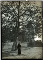 Monk standing beneath a sycamore tree at Mission Santa Barbara, Santa Barbara, circa 1898-1899