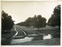 Orange orchard being irrigated, Riverside, circa 1890-1900