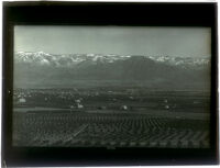 View of orange orchards from Smiley Heights, Redlands, circa 1895
