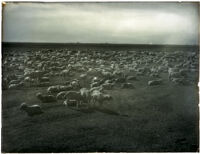 Large flock of sheep in a field, San Joaquin Valley, circa 1900