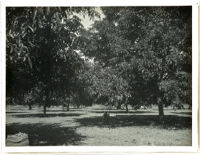 Walnut grove in Whittier