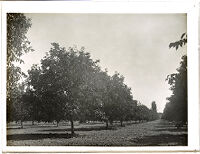 Walnut grove, Whittier