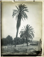 Twin palms in old town San Diego, San Diego, circa 1888