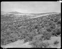 Unidentified desert (?) area with shrubbery, California