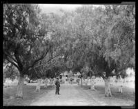 William Mulholland (possibly) standing on a dirt drive between rows of large trees, California