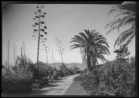 Postcard view of Palisades Park with palm trees and century plants, Santa Monica, circa 1915-1925