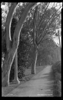 Wide path in Echo Park, Los Angeles