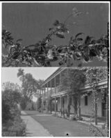 Rancho Los Cerritos, side view of restored house, balcony, and walkway, Long Beach, 1931, and Hibiscus schizopetalus, 1931, split image
