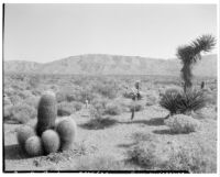 Desert and mountains with cactus (Yucca mojavense), shrubs, and yucca in foreground, Devil's Garden, 1927