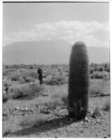 Desert and mountains with barrel cactus (Echinocactus lecontai (?)) in foreground, Devil's Garden, 1926