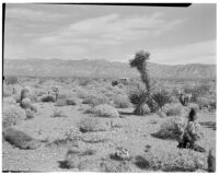 Desert and mountains with cactus and yucca in foreground, car in midground, Devil's Garden, 1930