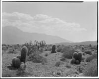 Desert and mountains with barrel cactus and shrubs in foreground, Devil's Garden, 1926