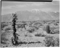 Desert and mountains with cactus and shrubs in foreground, Devil's Garden, 1930