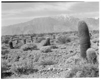 Desert and mountains with cactus (Echinocactus Acanthodes) and shrubs in foreground, Devil's Garden, 1930