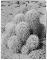 Cactus (Echinocactus acanthodes), close-up view, Devil's Garden, 1930